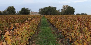 Le Vignoble du Château Marquet La Paillerie